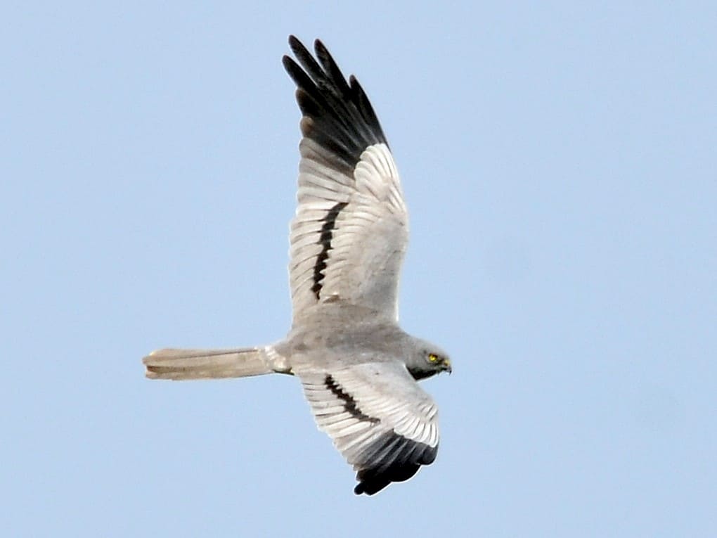 Montagu's Harrier